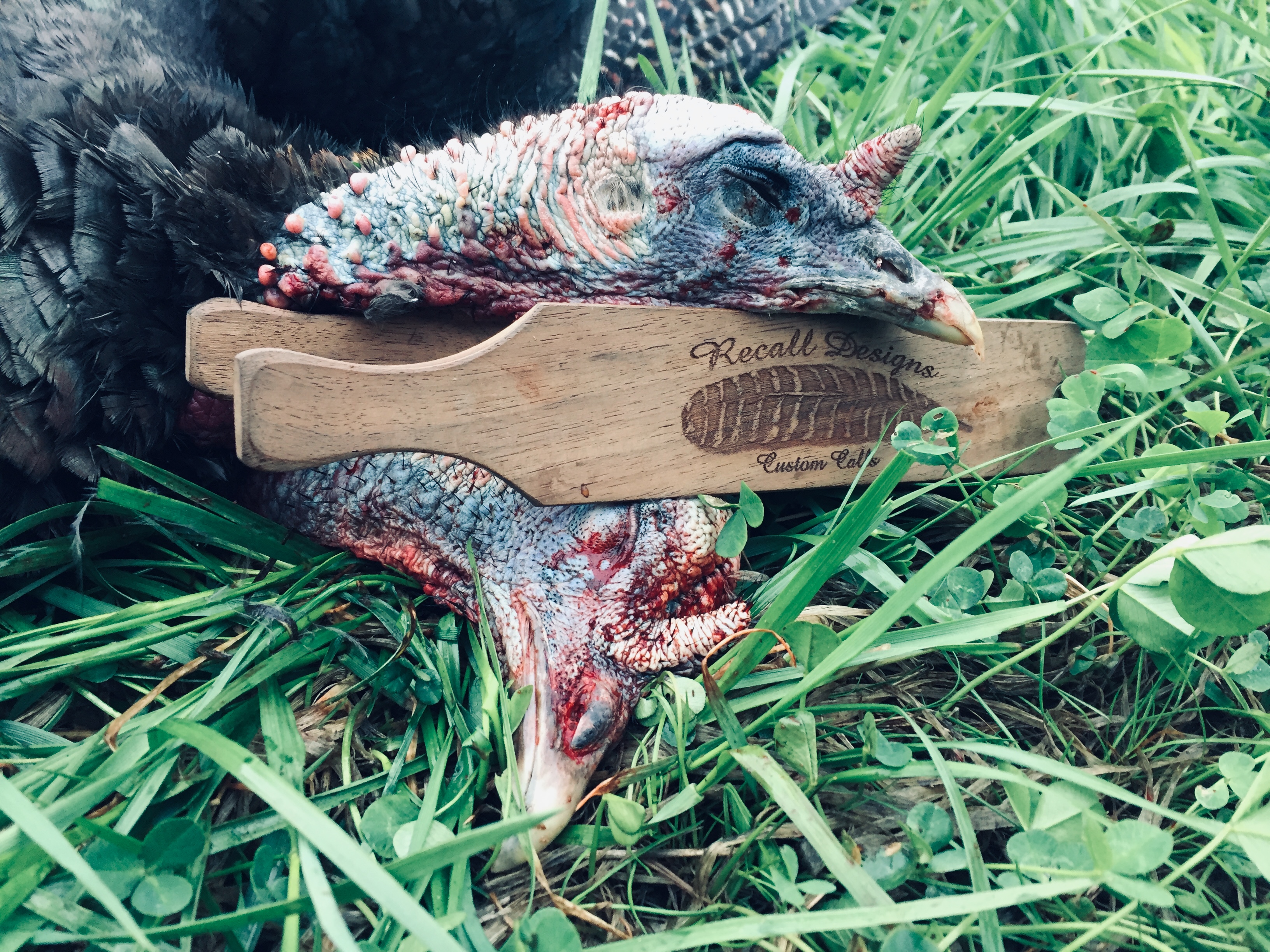 Chasse au dindon sauvage